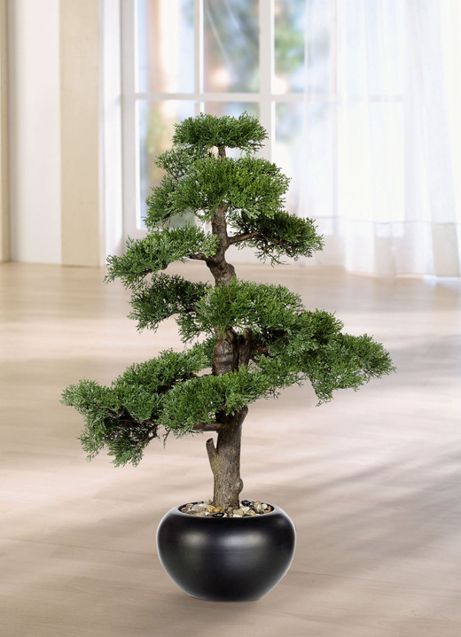 Wohnaccessoires - Zeder-Bonsai, in Farbe GRÜN